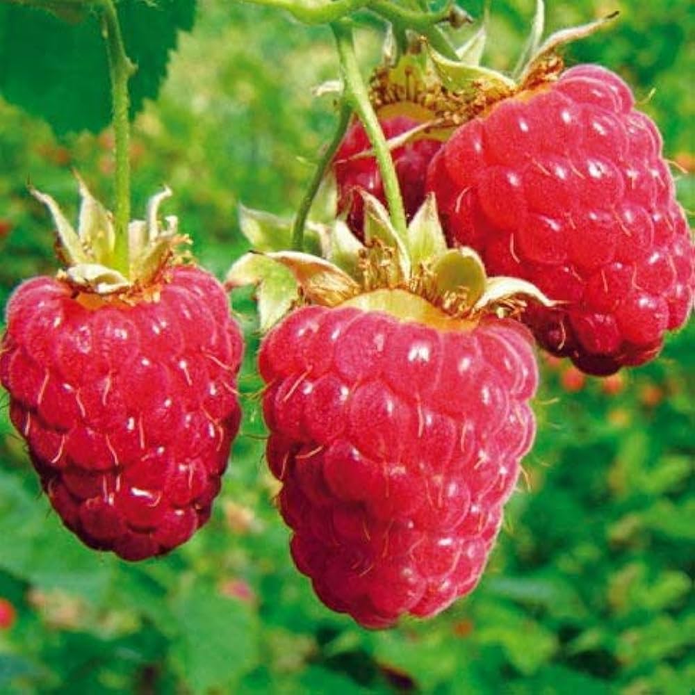 Amazon.co.jp: ラズベリー 苗 【インディアンサマー （二季成り）】 2